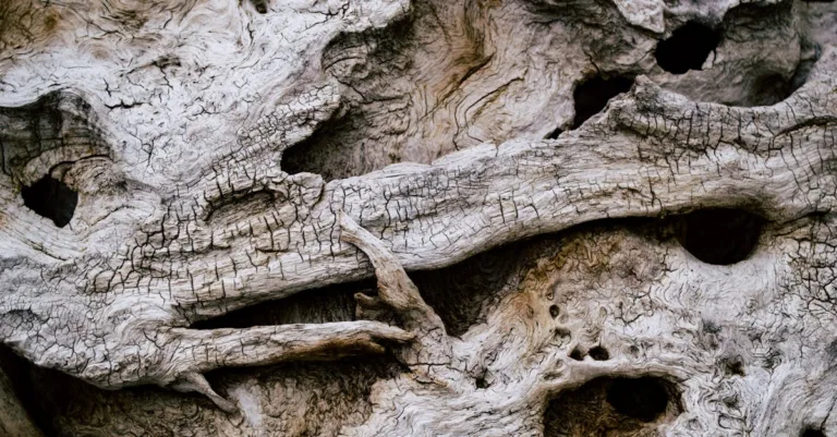 découvrez tout sur le dryrot : causes, symptômes et solutions pour protéger votre maison des dégâts du bois pourri.