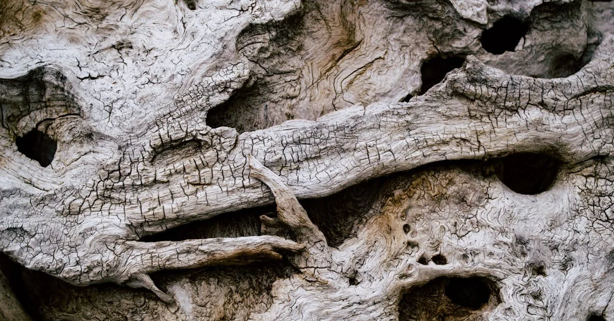 découvrez tout sur le dryrot : causes, symptômes et solutions pour protéger votre maison des dégâts du bois pourri.