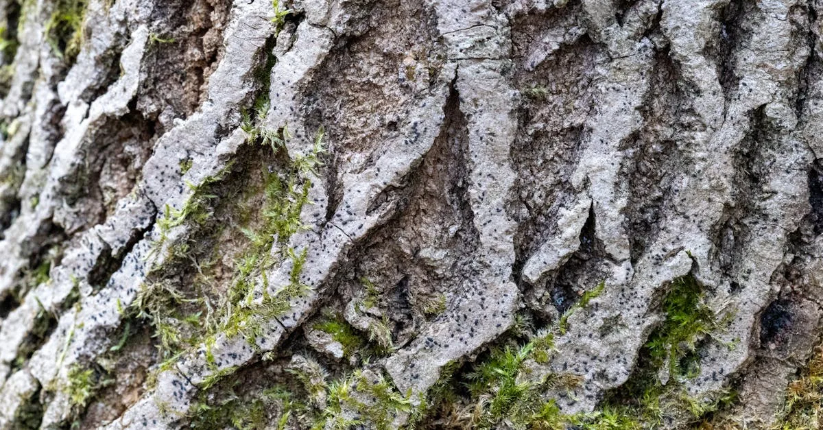 découvrez tout ce qu'il faut savoir sur les algues moutarde : identification, causes, impacts et méthodes de contrôle efficaces pour protéger vos espaces aquatiques.