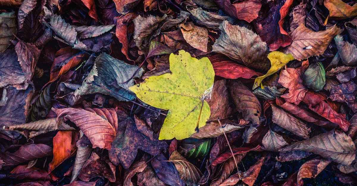 découvrez les causes des feuilles jaunes sur vos plantes et apprenez comment les traiter pour préserver leur santé et leur beauté.