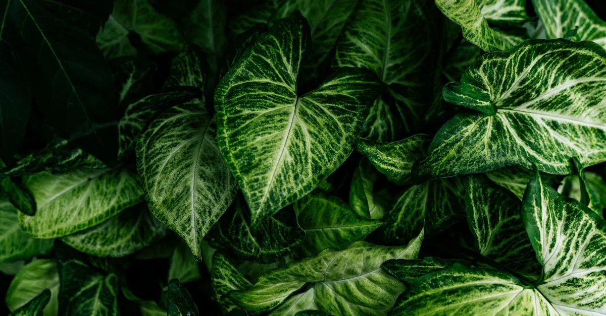 découvrez le meilleur moment pour tailler les feuilles d'arum afin de favoriser une croissance saine et un bel entretien de votre plante.