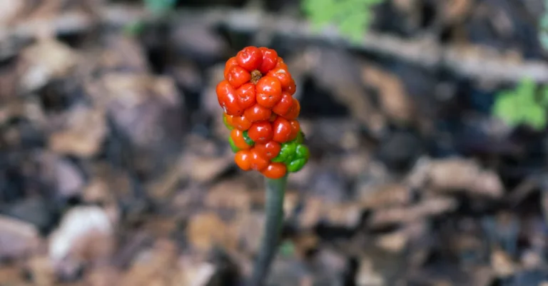 découvrez le meilleur moment pour la taille des feuilles d'arum afin de favoriser une croissance saine et un entretien optimal de votre plante.