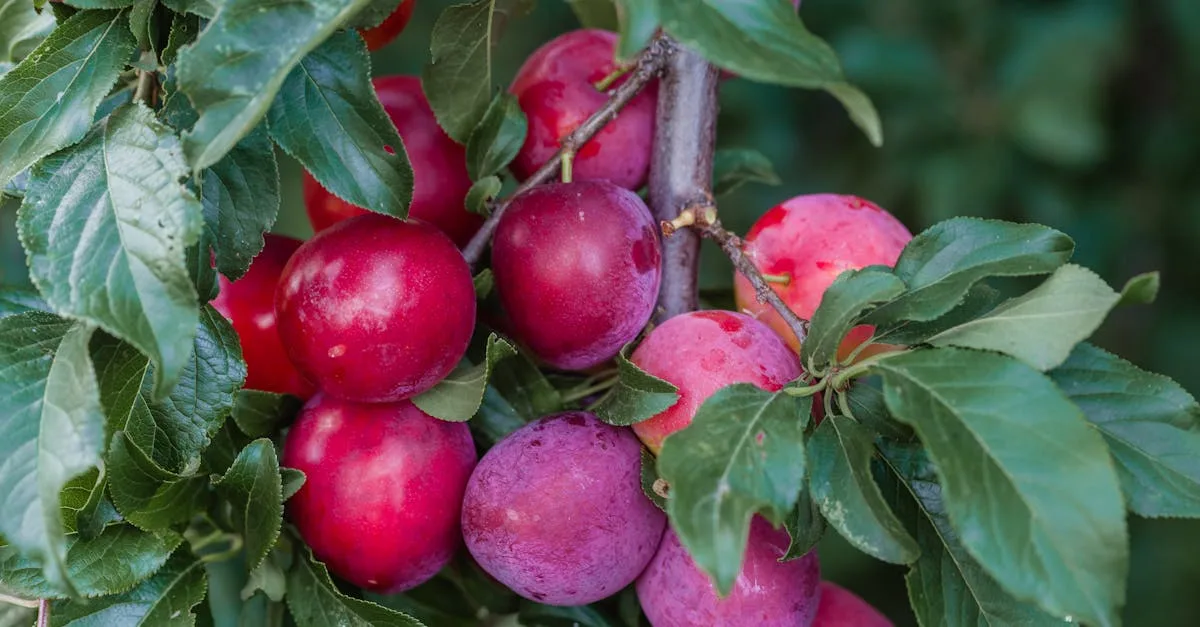 découvrez les dangers de la prune sauvage toxique, ses caractéristiques, ses effets sur la santé et comment l'identifier pour éviter tout risque.