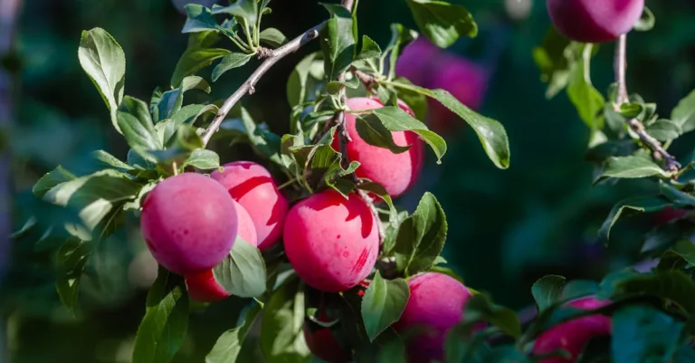 découvrez les dangers de la prune sauvage toxique, une plante aux fruits attrayants mais potentiellement nocifs pour la santé.