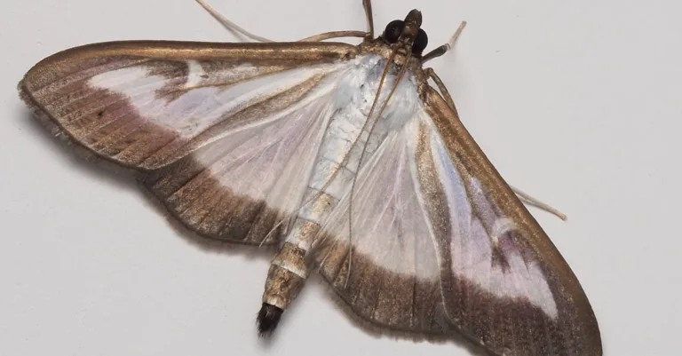 remèdes naturels contre la pyrale du buis : découvrez des solutions écologiques pour protéger vos buis des infestations de la pyrale avec des méthodes simples et efficaces.