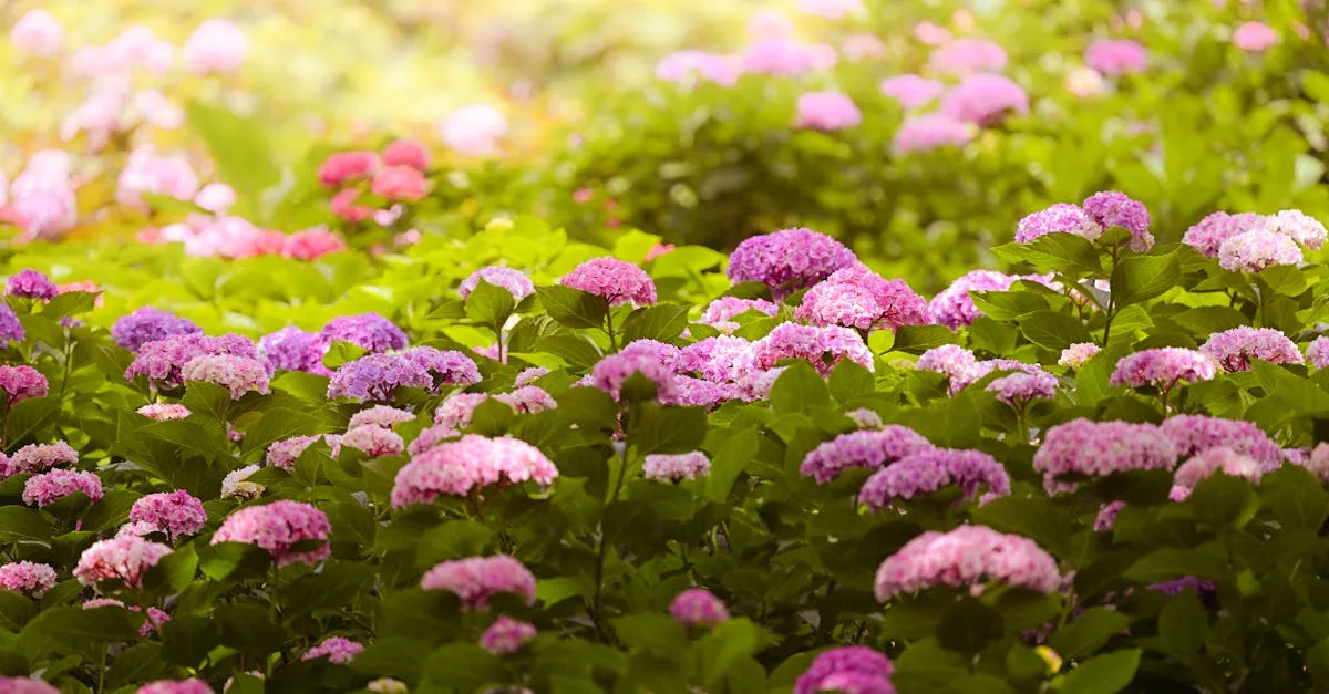découvrez le type de sol idéal pour les hortensias afin d'assurer une croissance saine et des floraisons abondantes.
