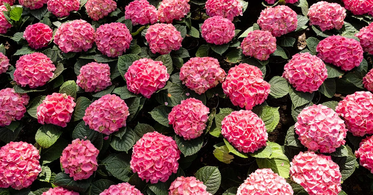 découvrez quel type de sol est idéal pour les hortensias afin de favoriser une croissance saine et une floraison abondante.
