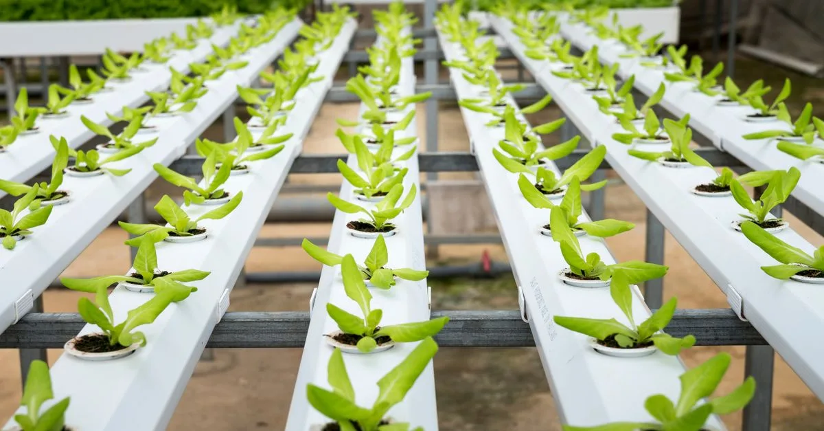 découvrez l'aquaponie, une méthode écologique alliant culture de plantes et élevage de poissons pour un jardinage durable et innovant.