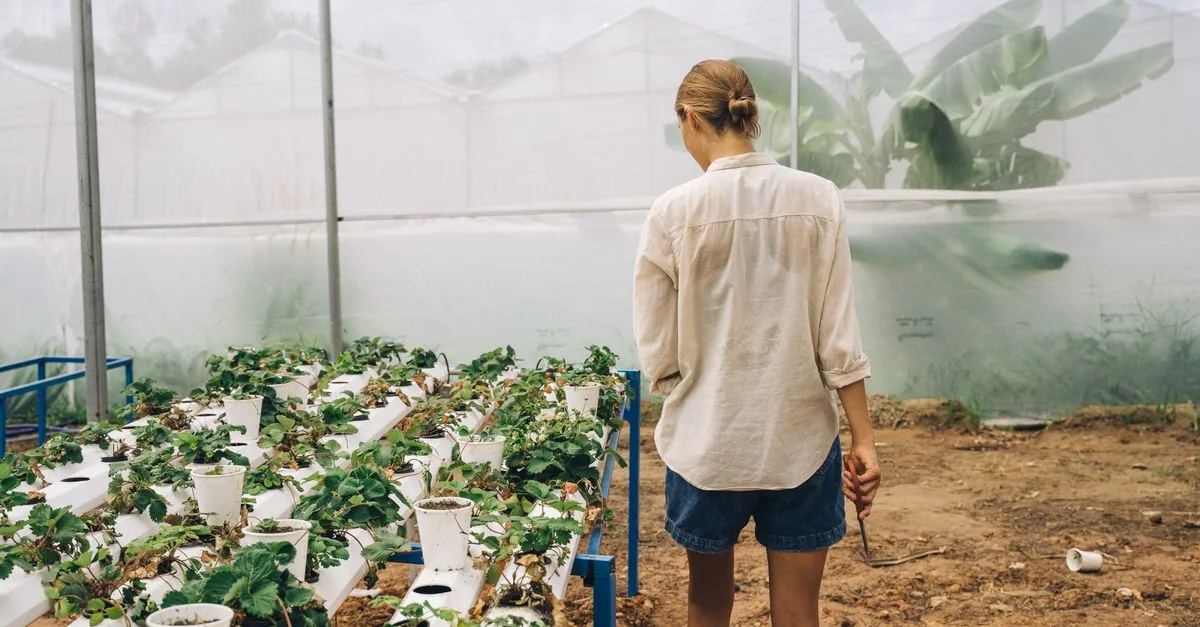 découvrez l'aquaponie, un système écologique combinant culture de plantes et élevage de poissons pour un jardinage durable et innovant.