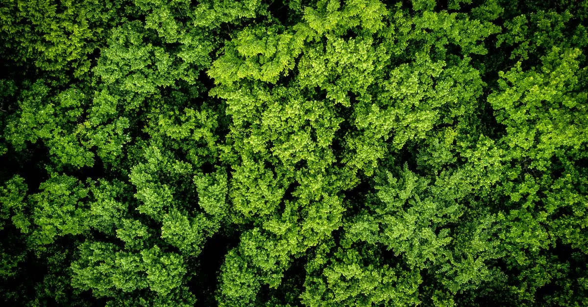 découvrez les réglementations environnementales essentielles pour protéger la planète et assurer un développement durable efficace.