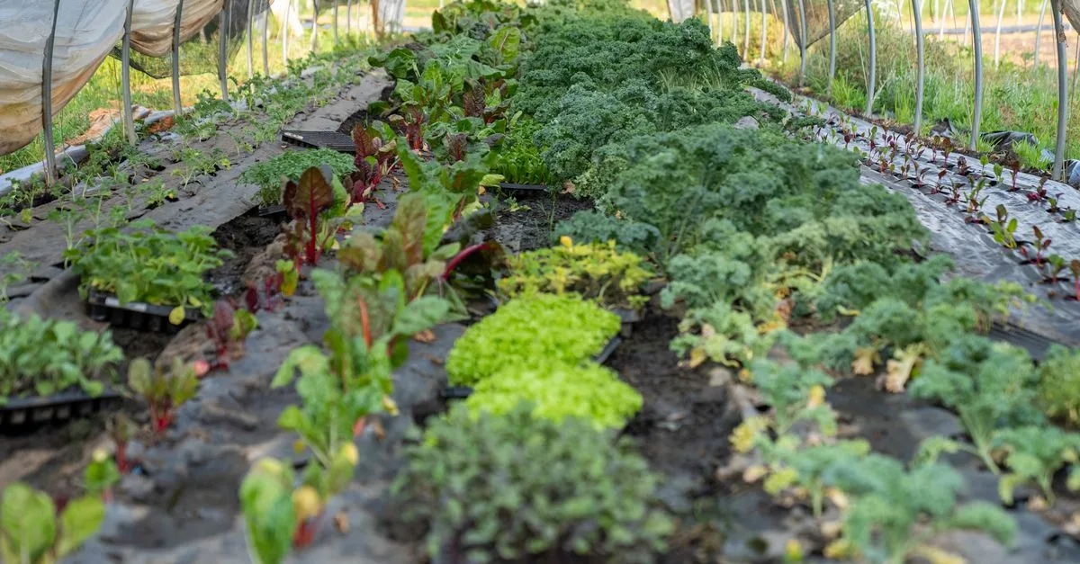 découvrez les pratiques d'agriculture durable pour préserver l'environnement, favoriser la biodiversité et assurer une production alimentaire responsable et durable.