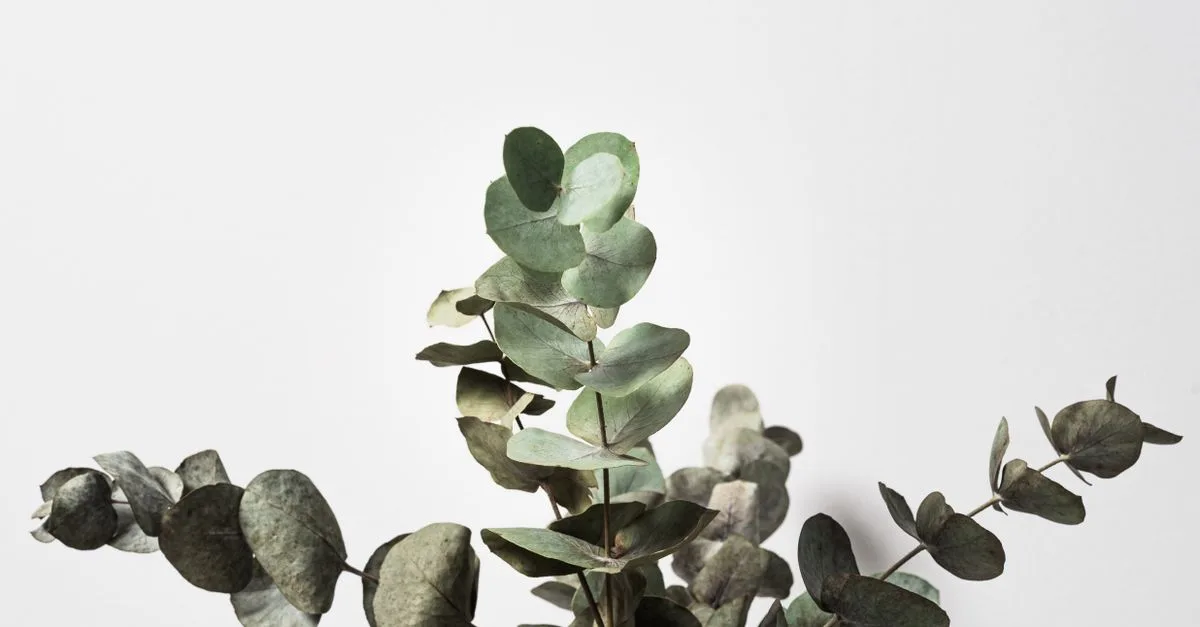 conseils et astuces pour l'entretien du feuillage d'eucalyptus afin de garder vos plantes saines et luxuriantes.