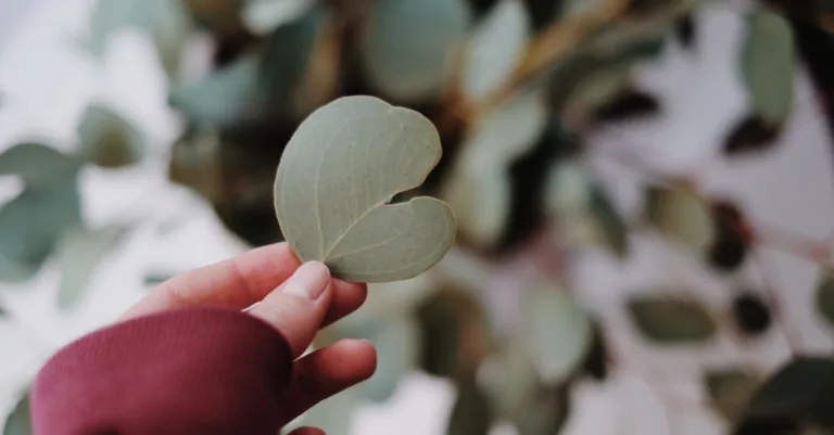 conseils et astuces pour prendre soin du feuillage d'eucalyptus afin de le garder sain et esthétique.