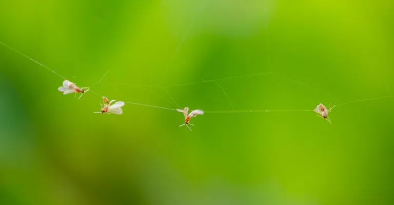 découvrez des alternatives efficaces aux pièges à mouches des fruits pour protéger votre maison naturellement et sans produits chimiques.