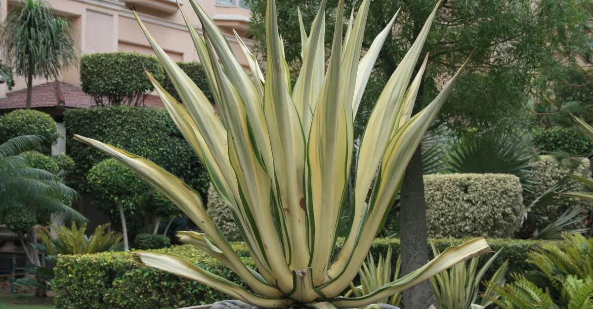 découvrez comment arroser correctement votre yucca pour assurer sa santé et sa croissance optimale.