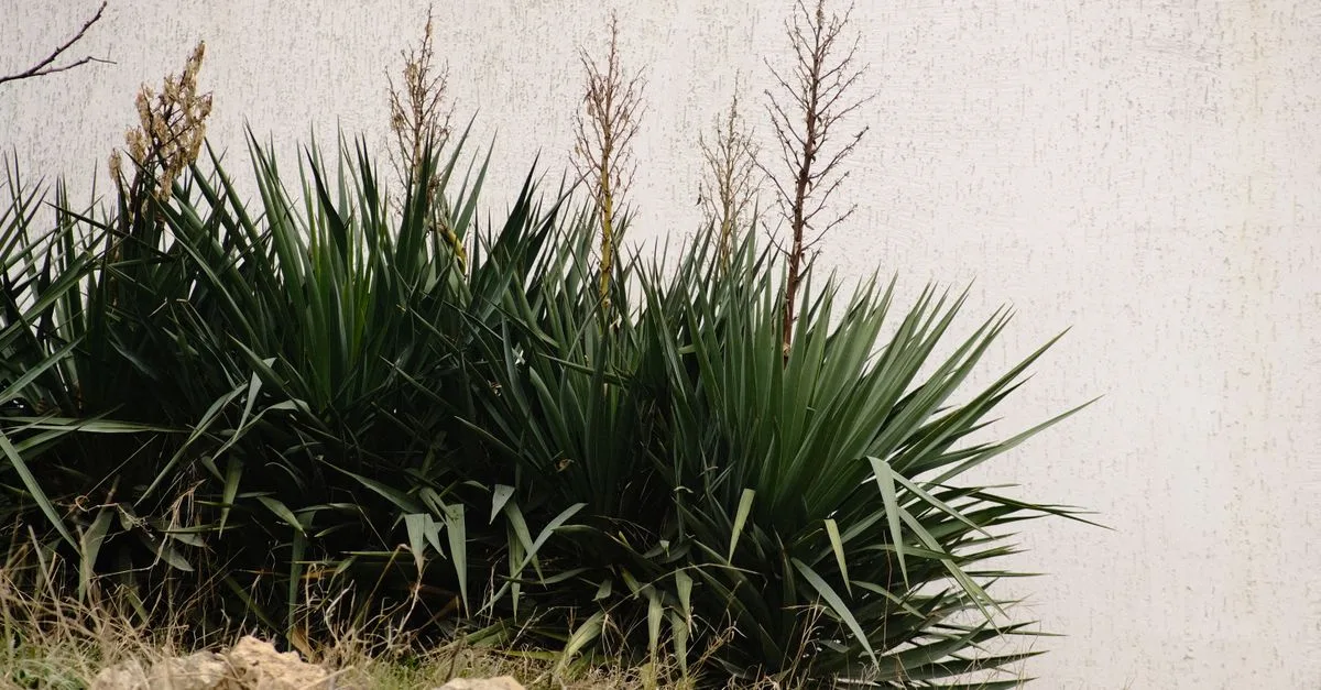 conseils pratiques pour arroser votre yucca efficacement et assurer sa santé toute l'année.