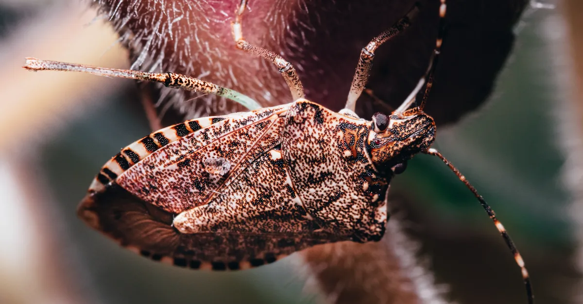 découvrez la symbolique des insectes bruns et leur signification dans différentes cultures et traditions.