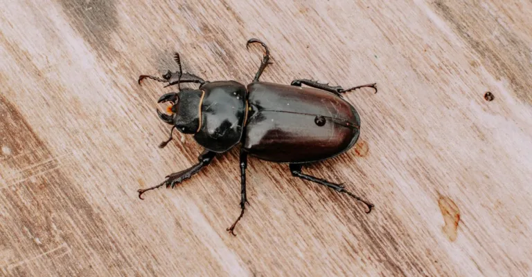 découvrez la symbolique des insectes bruns, leurs significations spirituelles et culturelles, et ce qu'ils représentent dans différentes traditions.
