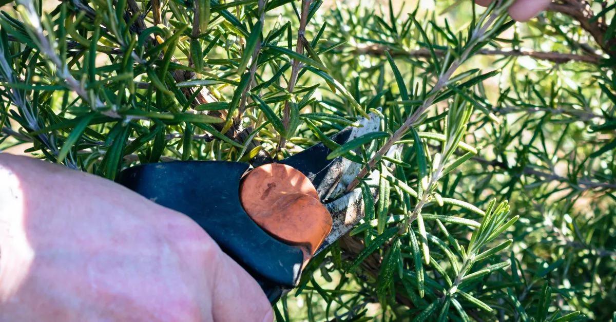 conseils et techniques pour tailler vos plantes afin de favoriser leur croissance et leur santé.