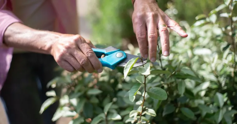 découvrez les meilleures techniques de taille des plantes pour favoriser leur croissance, améliorer leur santé et embellir votre jardin.