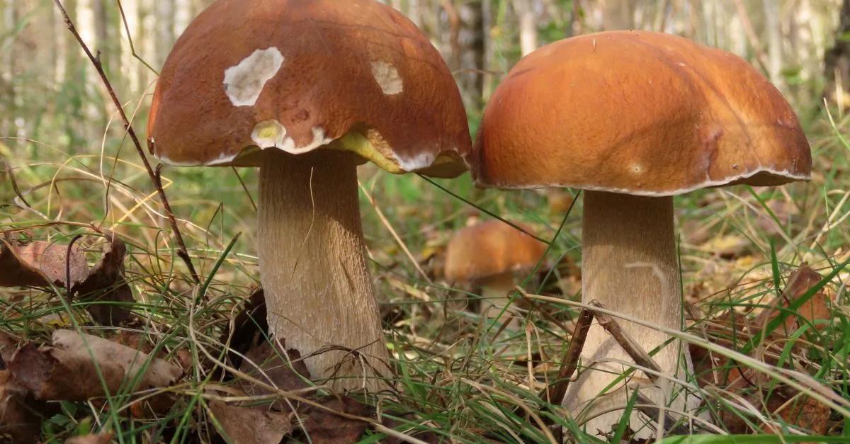 apprenez à identifier les bolets toxiques grâce à nos conseils détaillés pour éviter les risques d'intoxication lors de la cueillette de champignons.