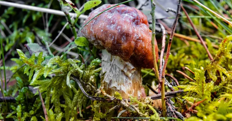 apprenez à identifier les bolets toxiques grâce à nos conseils pratiques et sécuritaires pour éviter les intoxications.