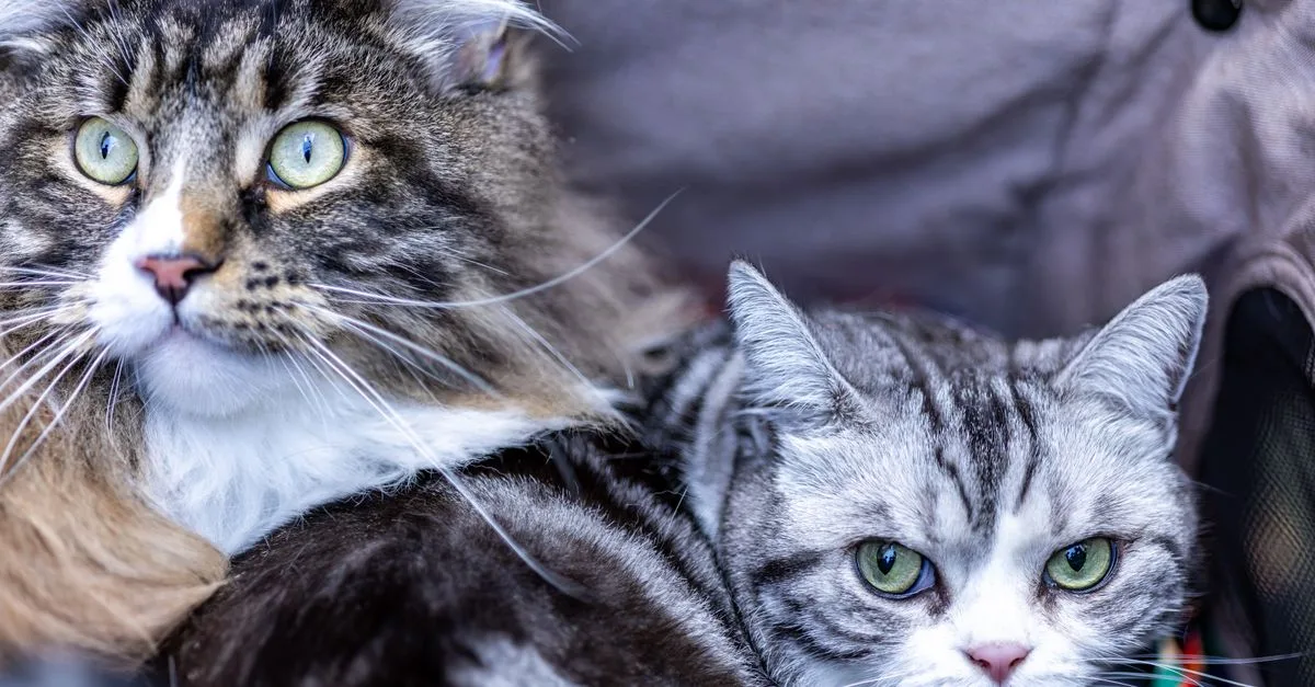 découvrez des conseils pratiques pour une coexistence harmonieuse avec votre chat, favorisant bien-être et complicité au quotidien.