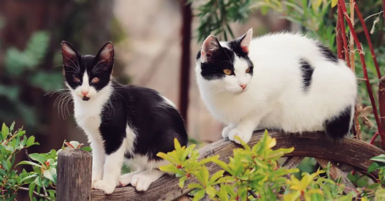 conseils pratiques pour une coexistence harmonieuse avec votre chat : astuces pour vivre ensemble en paix et renforcer votre complicité.