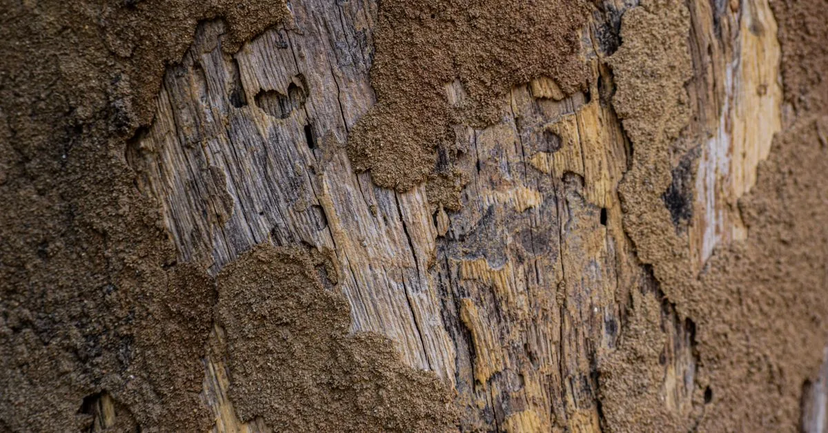 traitement contre les vrillettes : protégez vos meubles et structures en bois des dégâts causés par les insectes xylophages avec des solutions efficaces et durables.