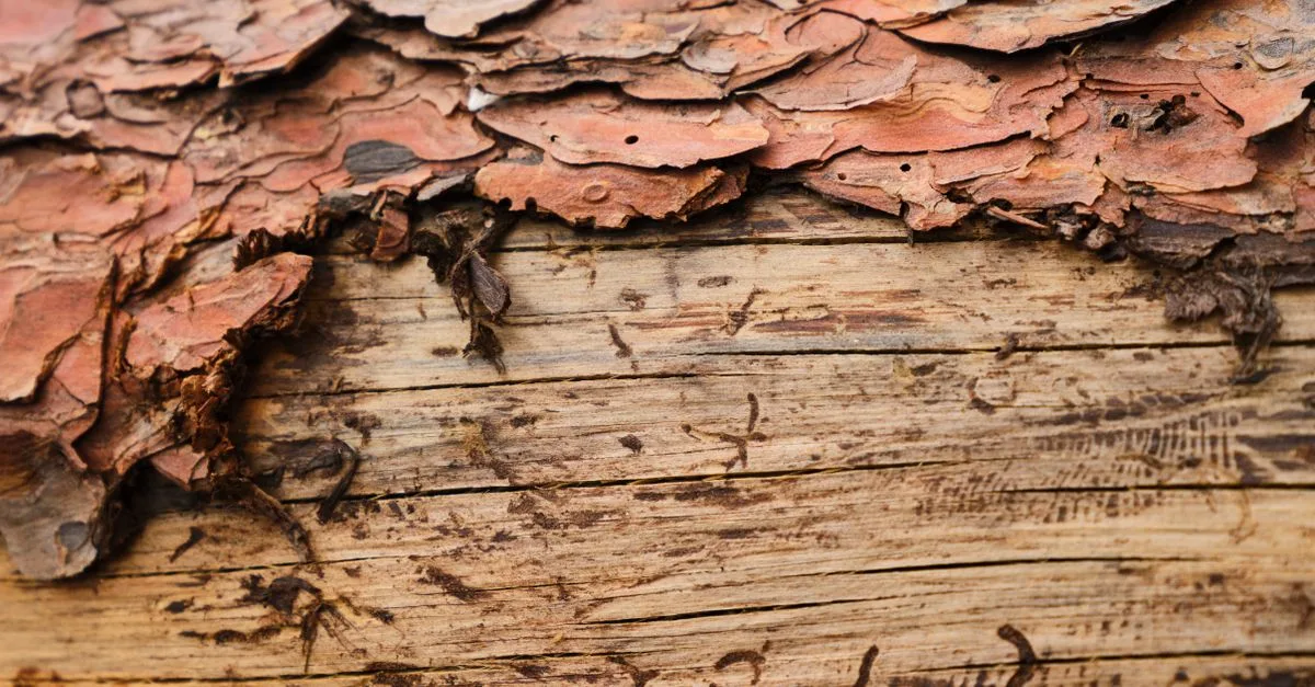 traitement contre les vrillettes : protégez efficacement vos meubles et structures en bois des attaques des insectes xylophages grâce à des solutions adaptées et durables.