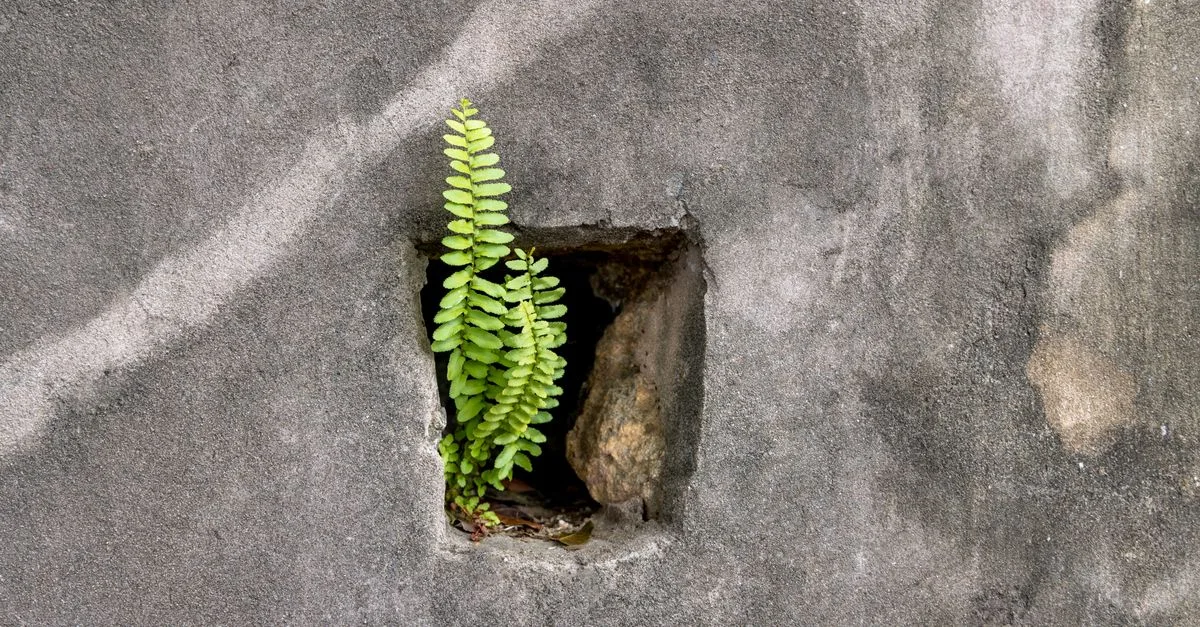 un weep hole est un petit orifice installé dans les murs ou les structures pour permettre l'évacuation de l'eau accumulée, évitant ainsi les problèmes d'humidité et de détérioration.